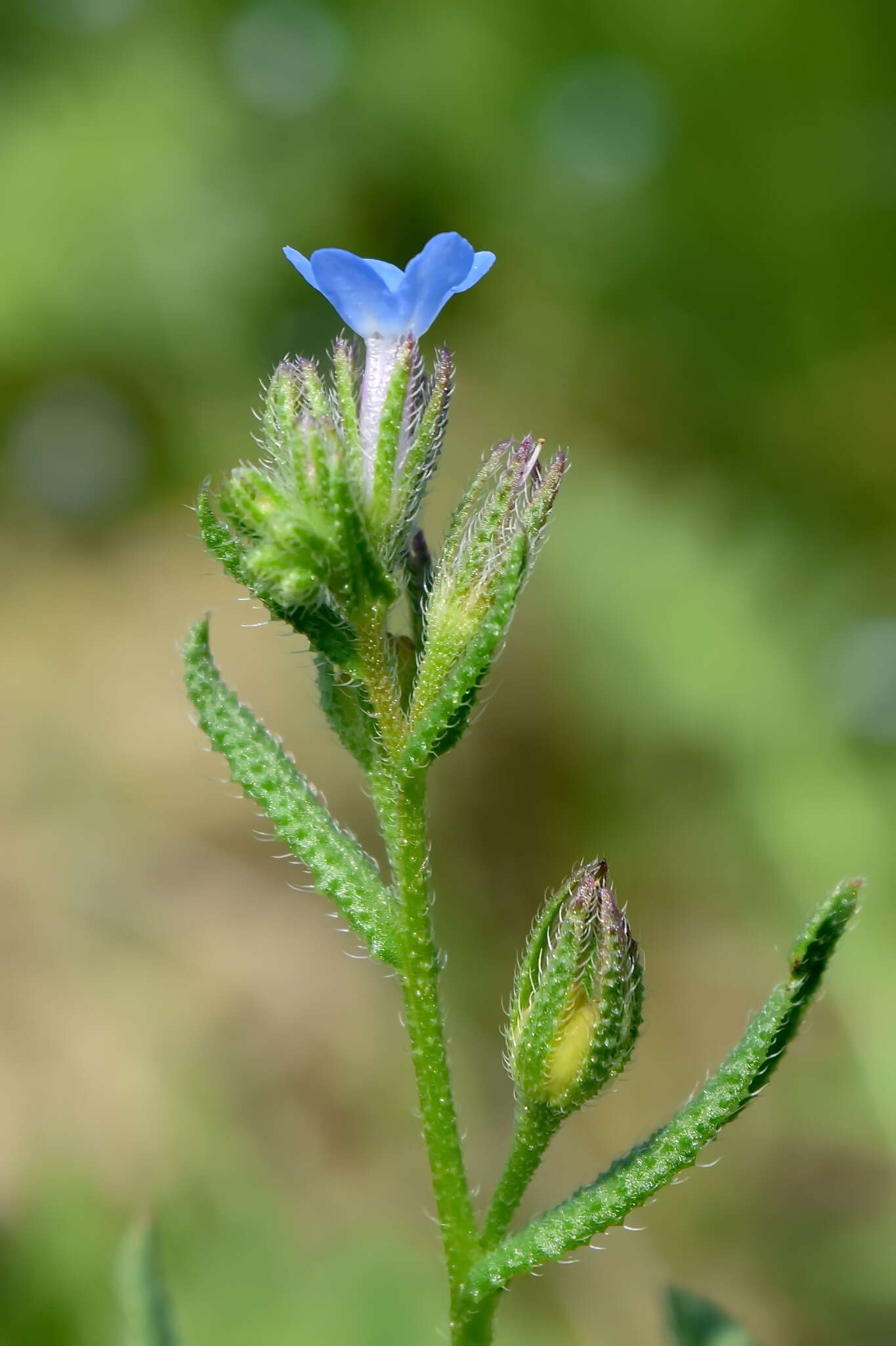 Image of Anchusa thessala Boiss. & Spruner