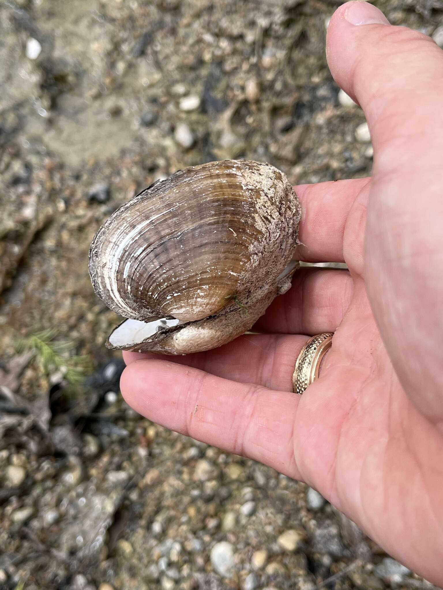 Imagem de Lampsilis bracteata (Gould 1855)