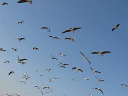 Image of Grey-headed Gull