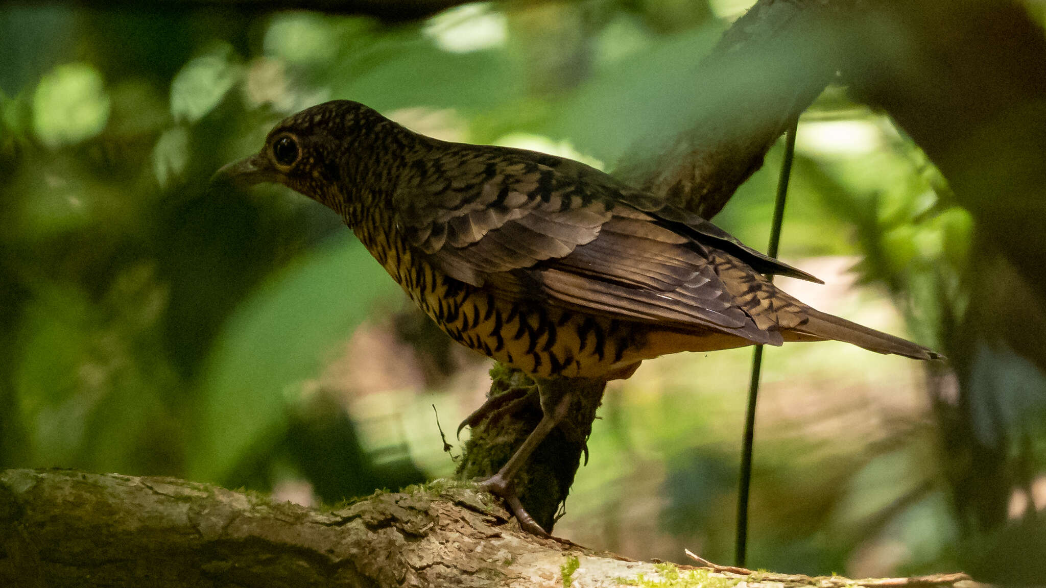 Image of Sri Lanka Scaly Thrush