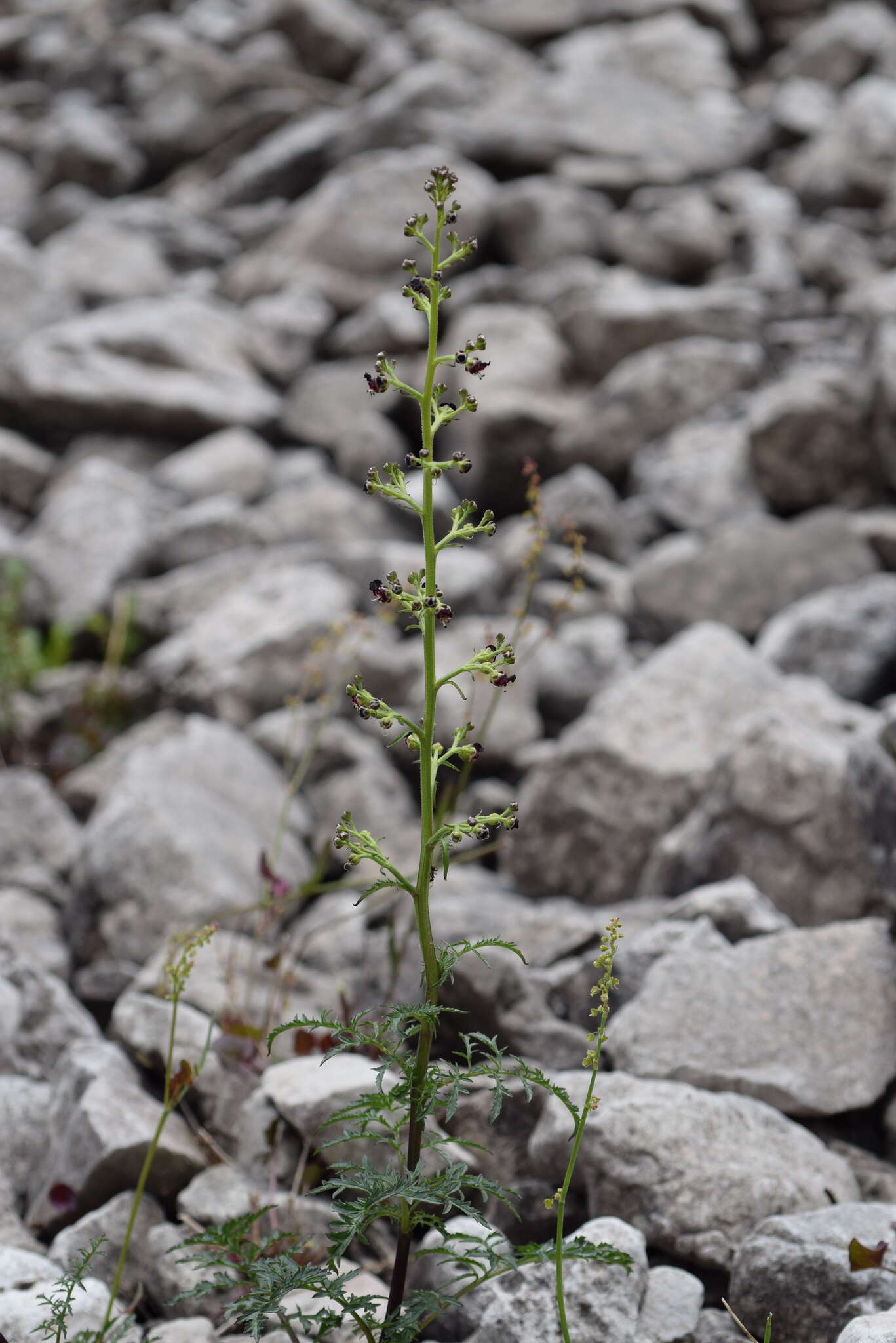 Scrophularia canina subsp. hoppii (Koch) P. Fourn. resmi