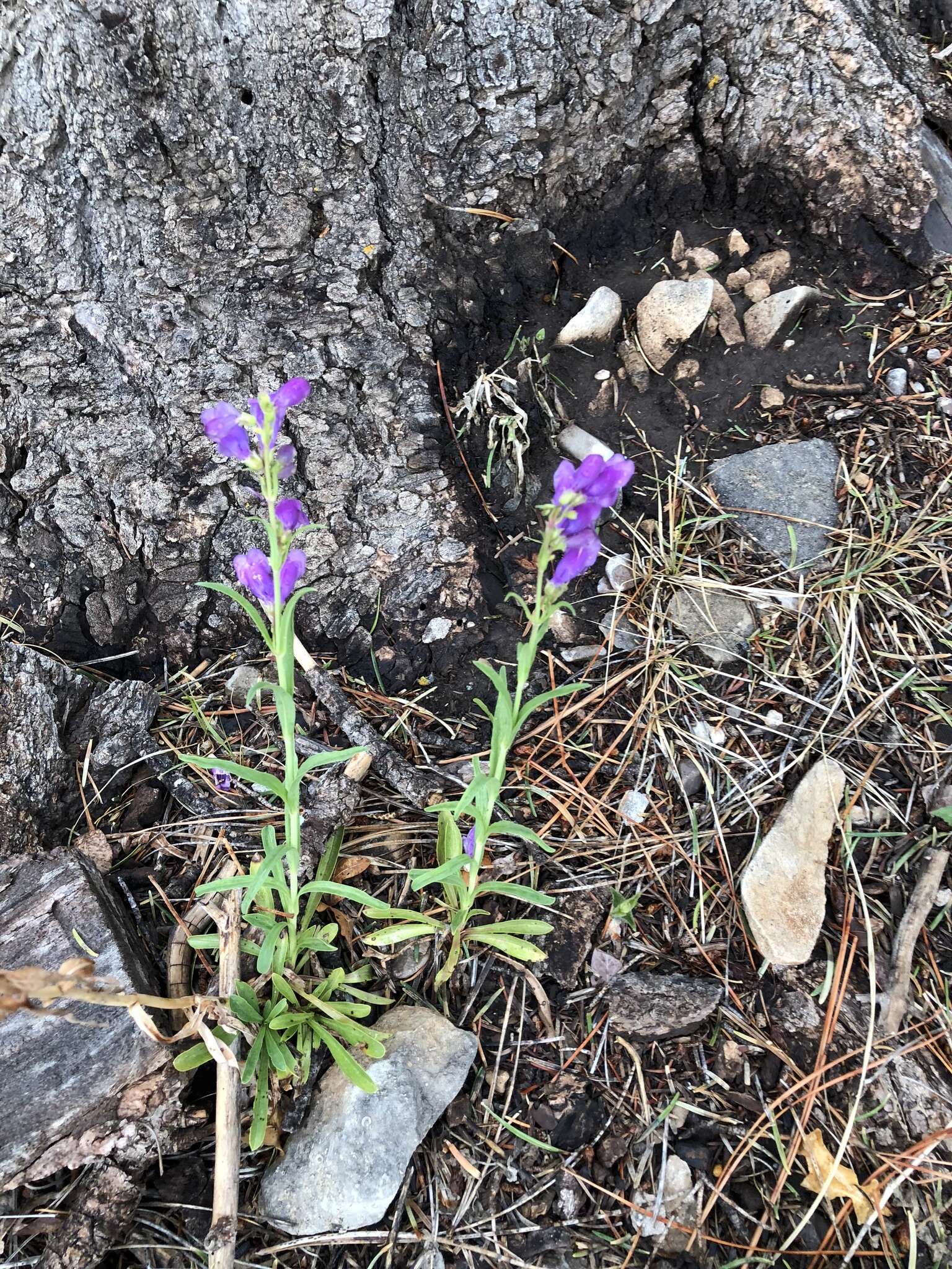 Image of New Mexico beardtongue