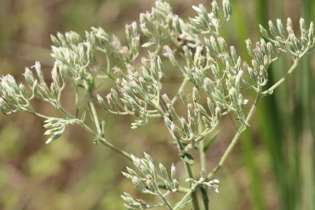 Eupatorium sullivaniae E. E. Schill.的圖片