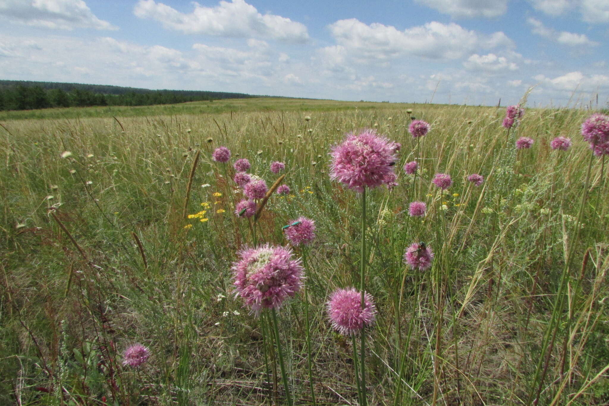 Image of Allium lineare L.