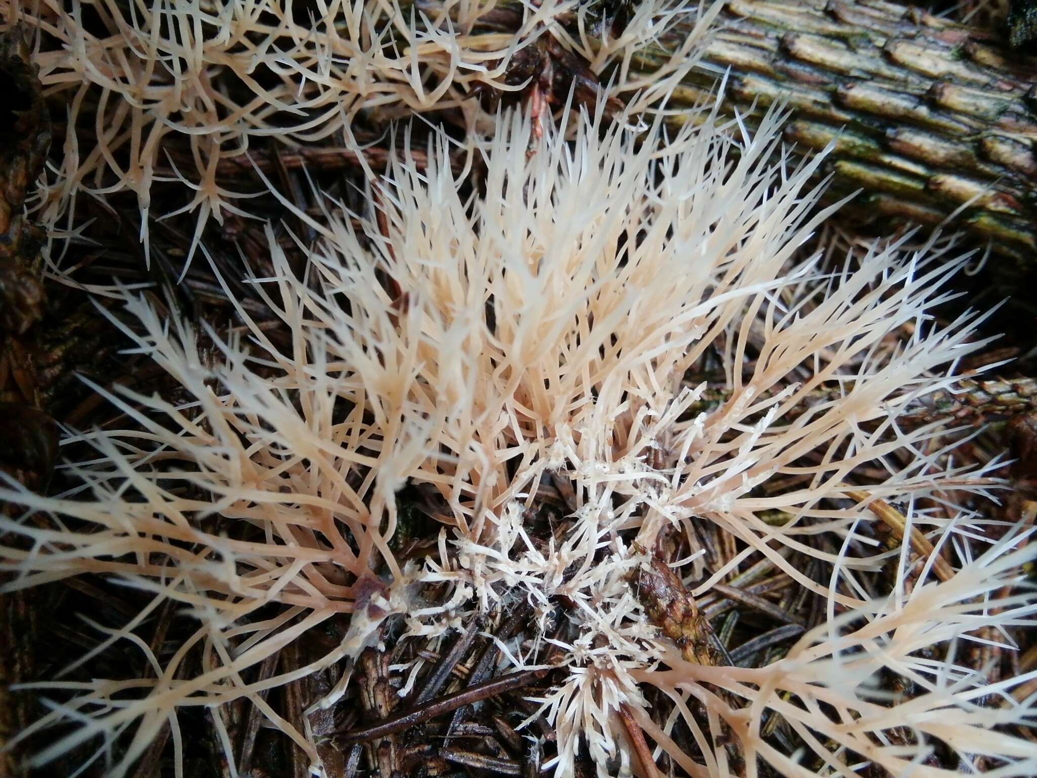 Image of Angel hair coral