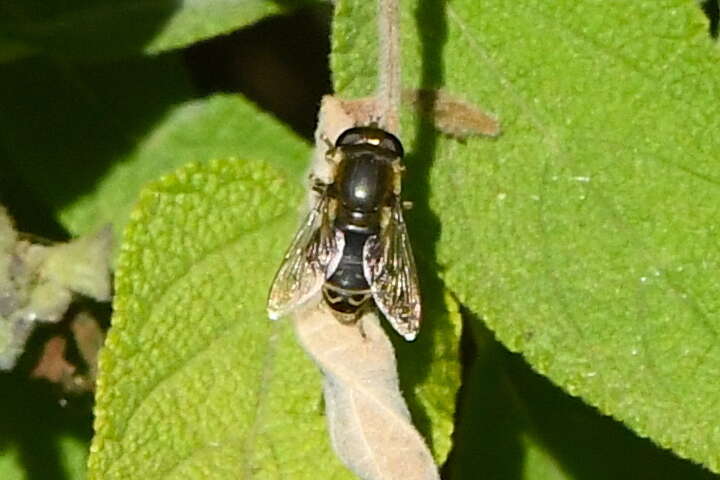 Image of <i>Asemosyrphus polygrammus</i>