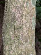 Image of Oxyanthus pyriformis (Hochst.) Skeels