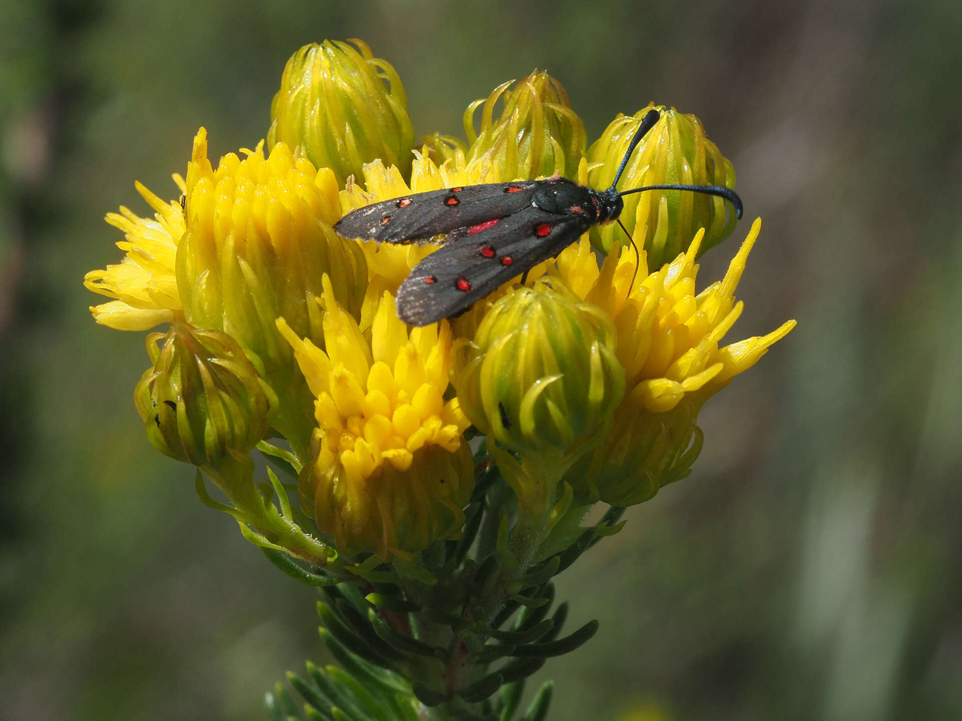 Sivun Neurosymploca caffra Linnaeus 1764 kuva