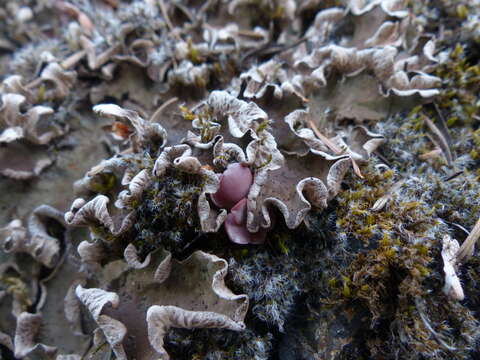 Image of Heckner's stonecrop