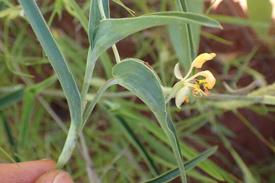 Image of Commelina africana var. karooica (C. B. Clarke) Govaerts