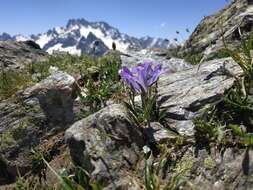 Image of Campanula tridentata Schreb.