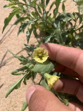 Physalis pumila var. hispida (Waterf.) J. R. Sullivan的圖片