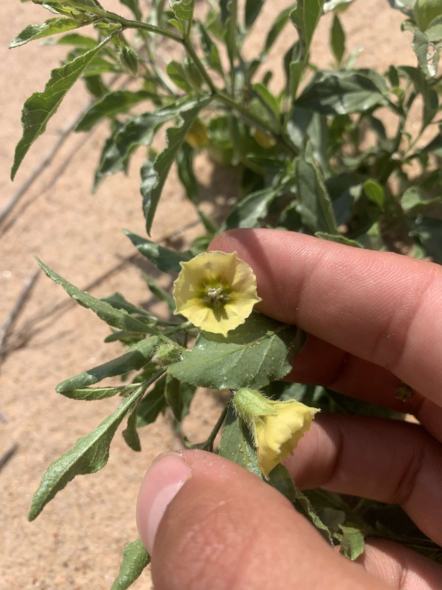 Image de Physalis pumila var. hispida (Waterf.) J. R. Sullivan