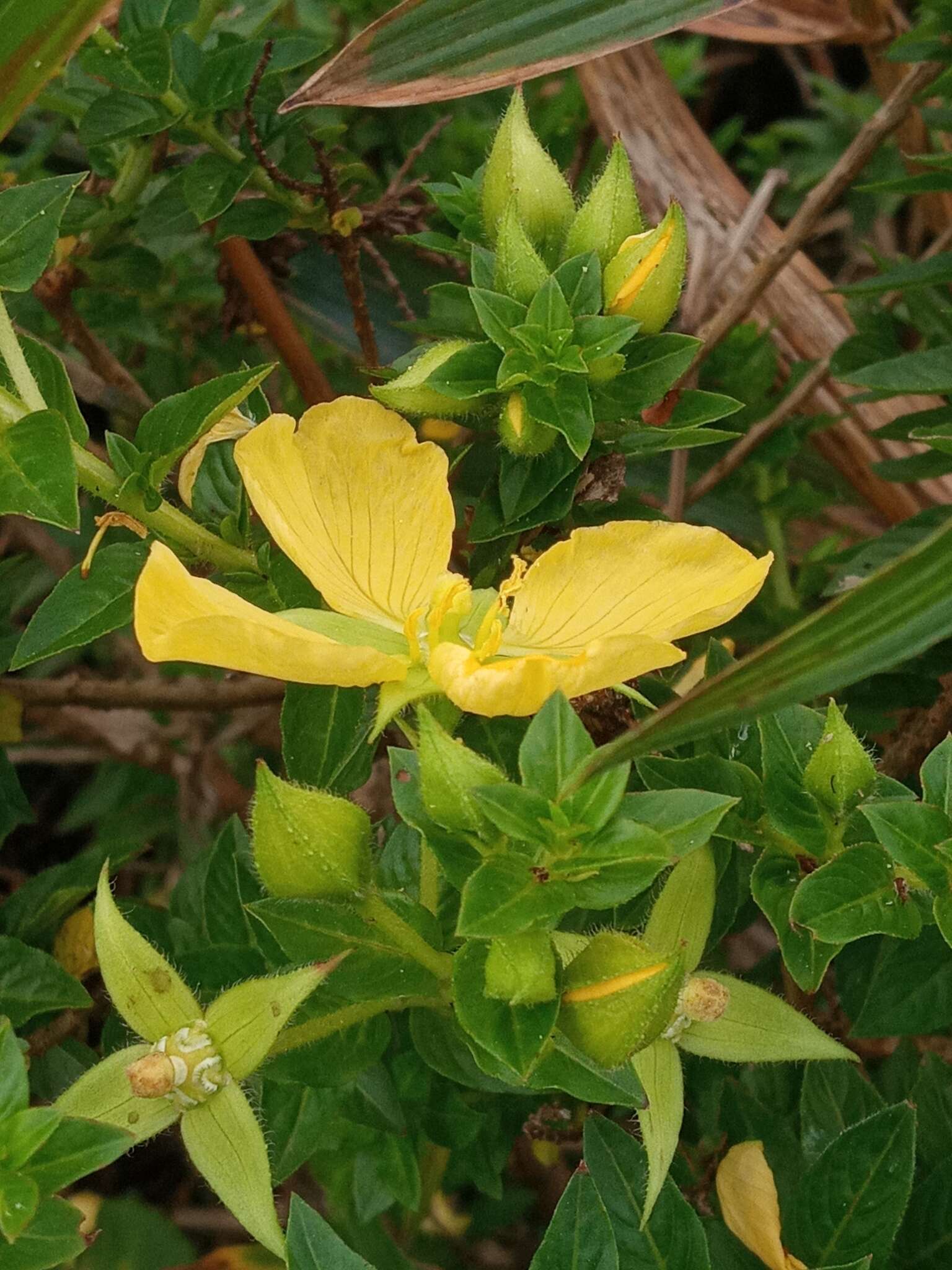 Image de Ludwigia multinervia (Hook. & Arn.) T. P. Ramamoorthy