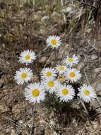 Image of Navajo fleabane