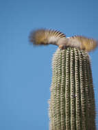 Image of Gilded Flicker