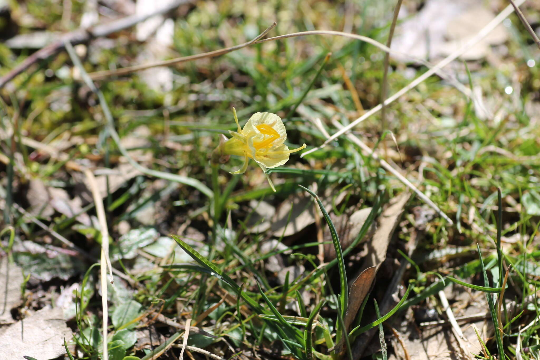 Narcissus bulbocodium subsp. bulbocodium的圖片