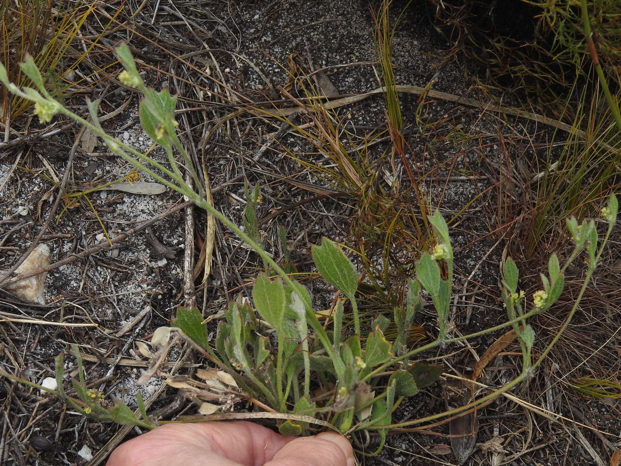 Image of Centella difformis (Eckl. & Zeyh.) Adamson