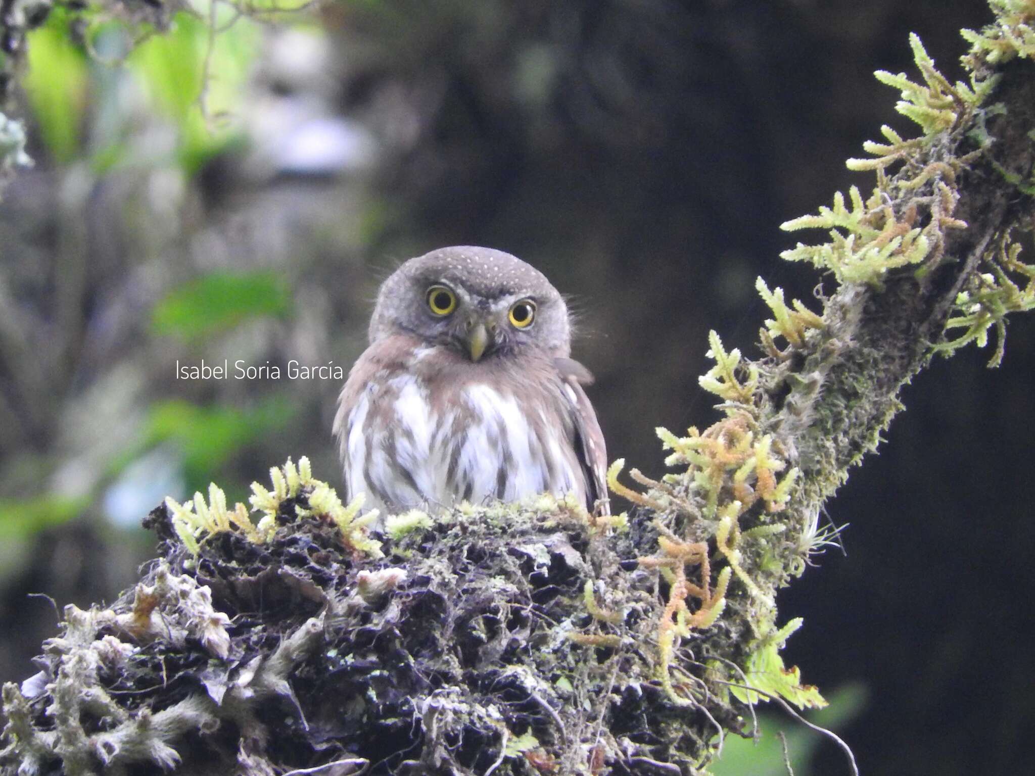 Image of Tamaulipas Pygmy Owl