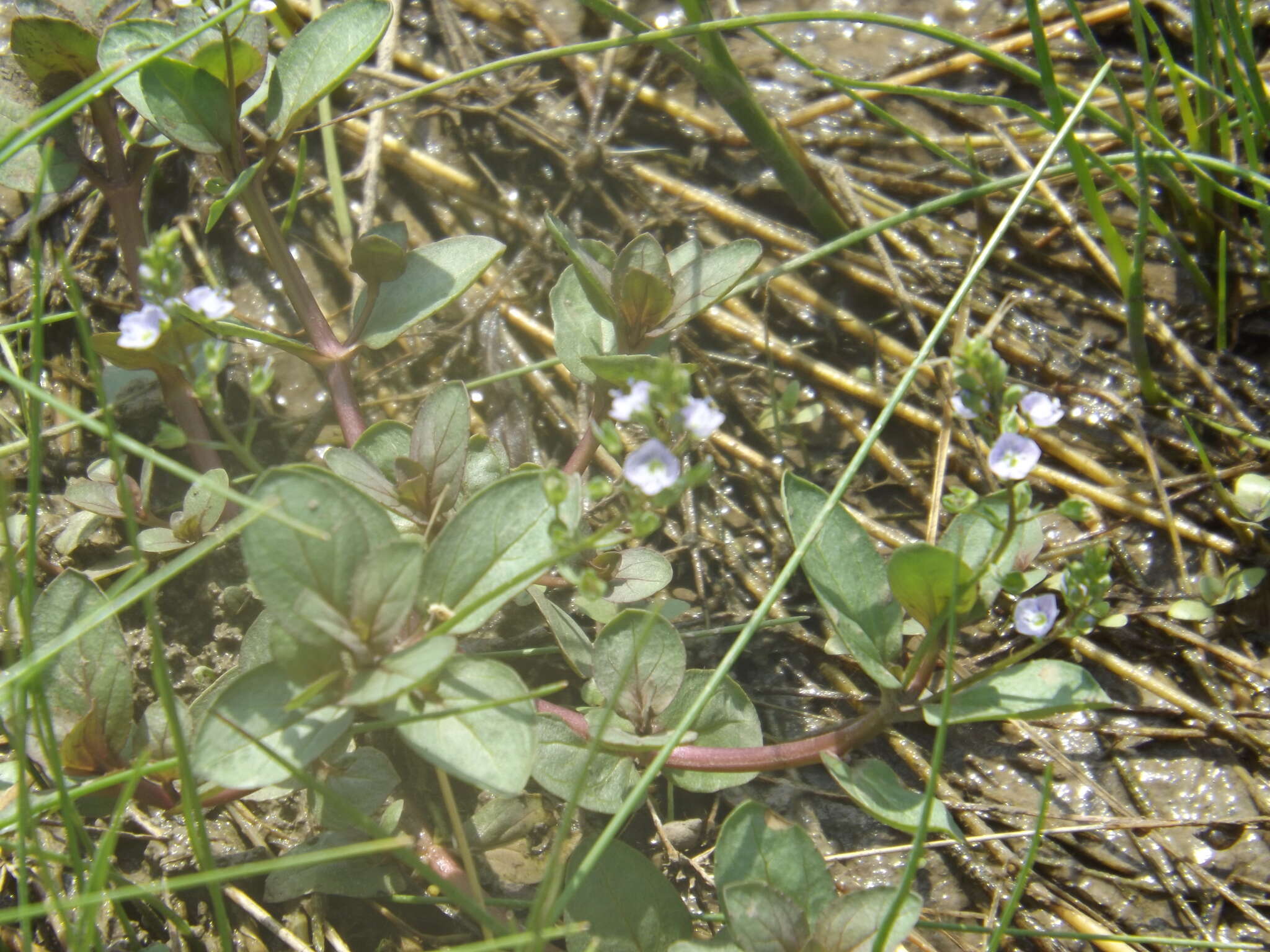 Image of Blue Water-speedwell