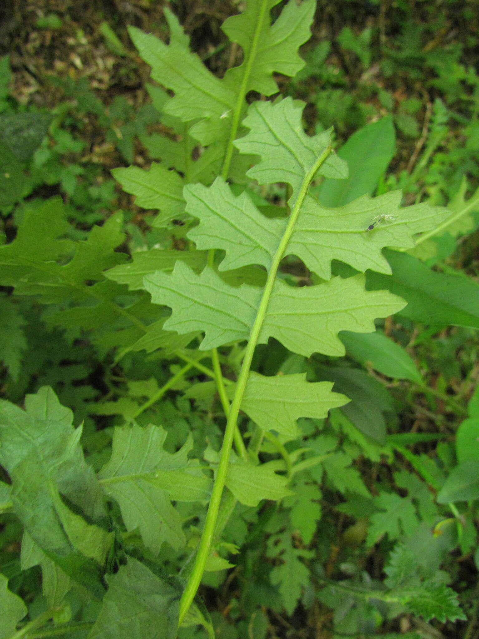 Sivun Senecio heteroschizus Baker kuva