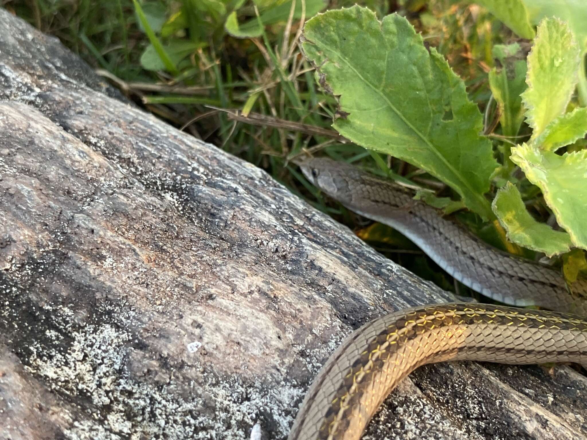 Plancia ëd Oligodon taeniatus (Günther 1861)