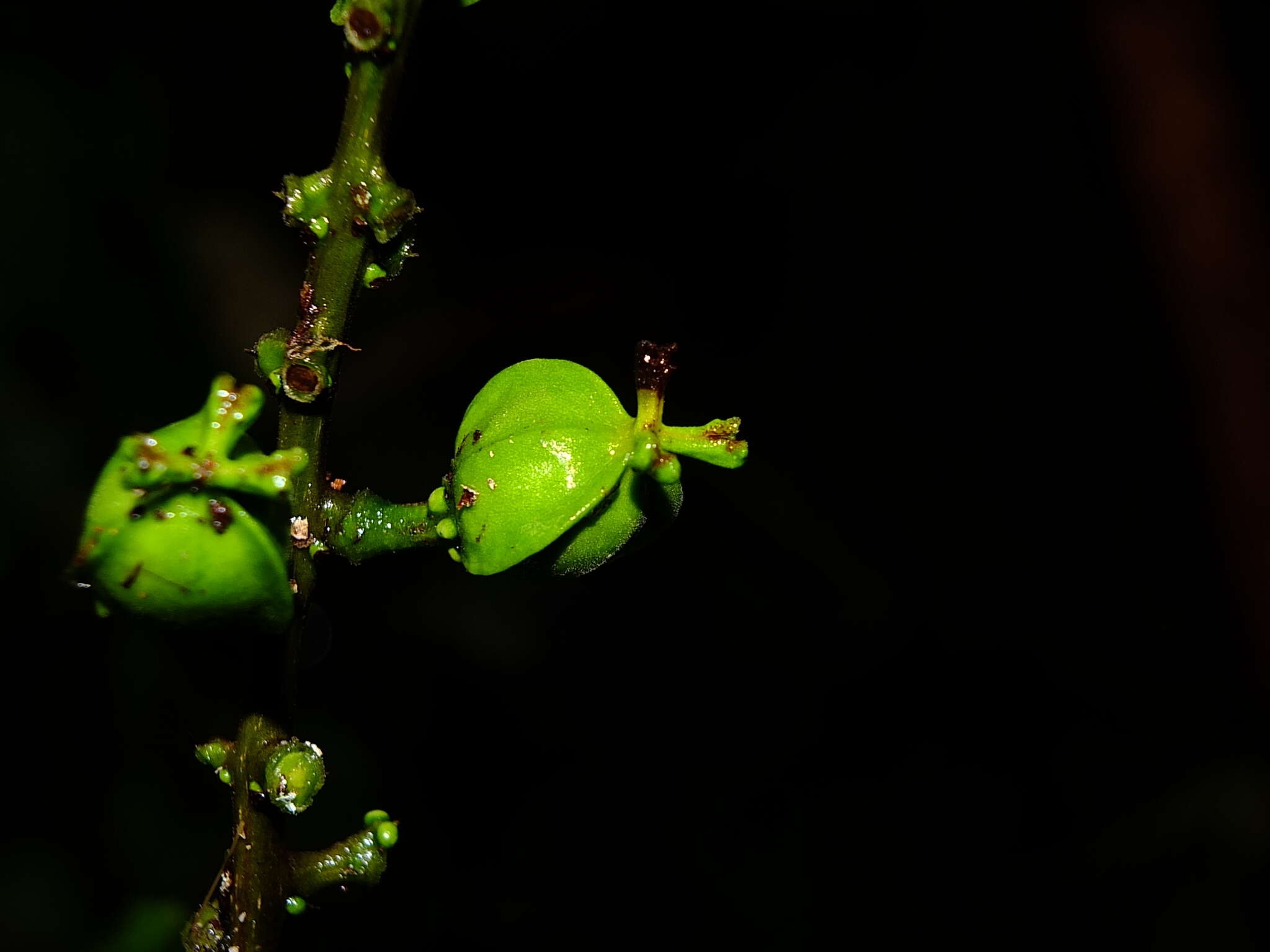 Image of Conceveiba guianensis Aubl.