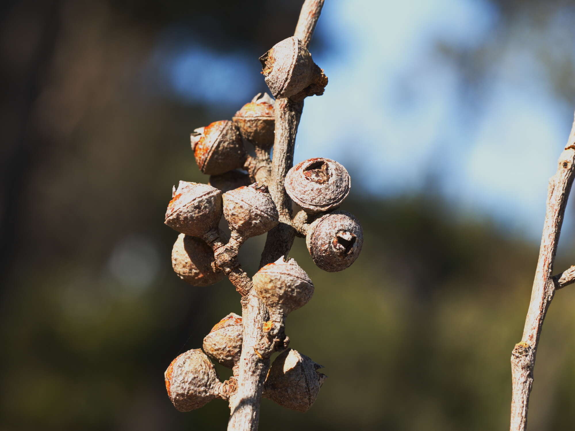 صورة Eucalyptus macrorhyncha F. Müll.