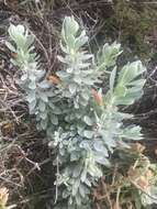 صورة Eremophila glabra subsp. albicans (W. Fitzg.) Chinnock