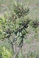 Image of Lance-leaved waxberry