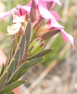 Image of Acmadenia latifolia I. Williams