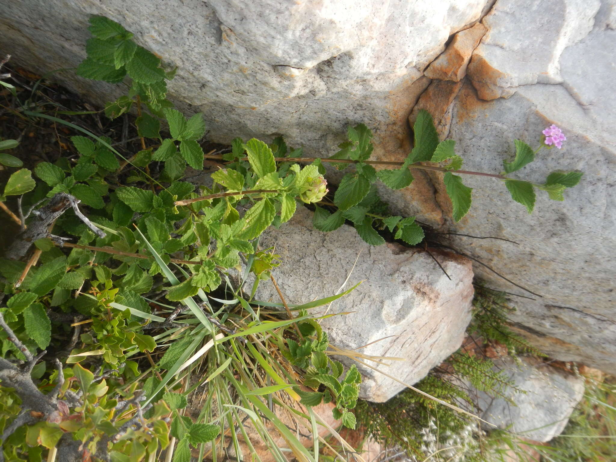 Image de Lantana rugosa Thunb.