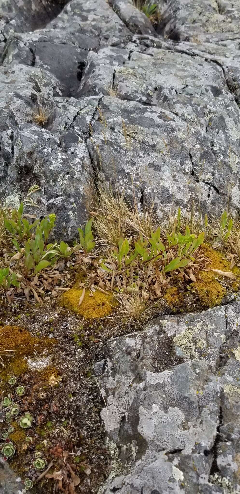 Image de Festuca saximontana Rydb.