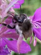 Image of <i>Bombus pascuorum mniorum</i> Fabricius 1776