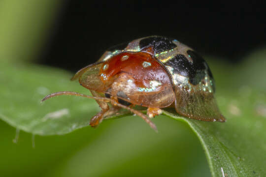 Image of Chiridopsis scalaris (Weber 1801)