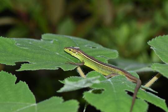 Image of China Grass Lizard