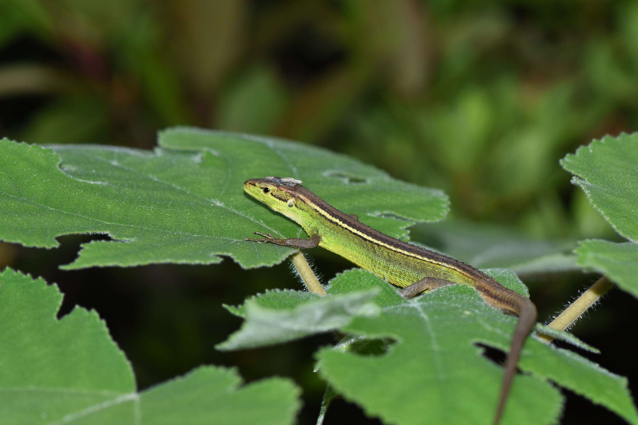 Image of China Grass Lizard