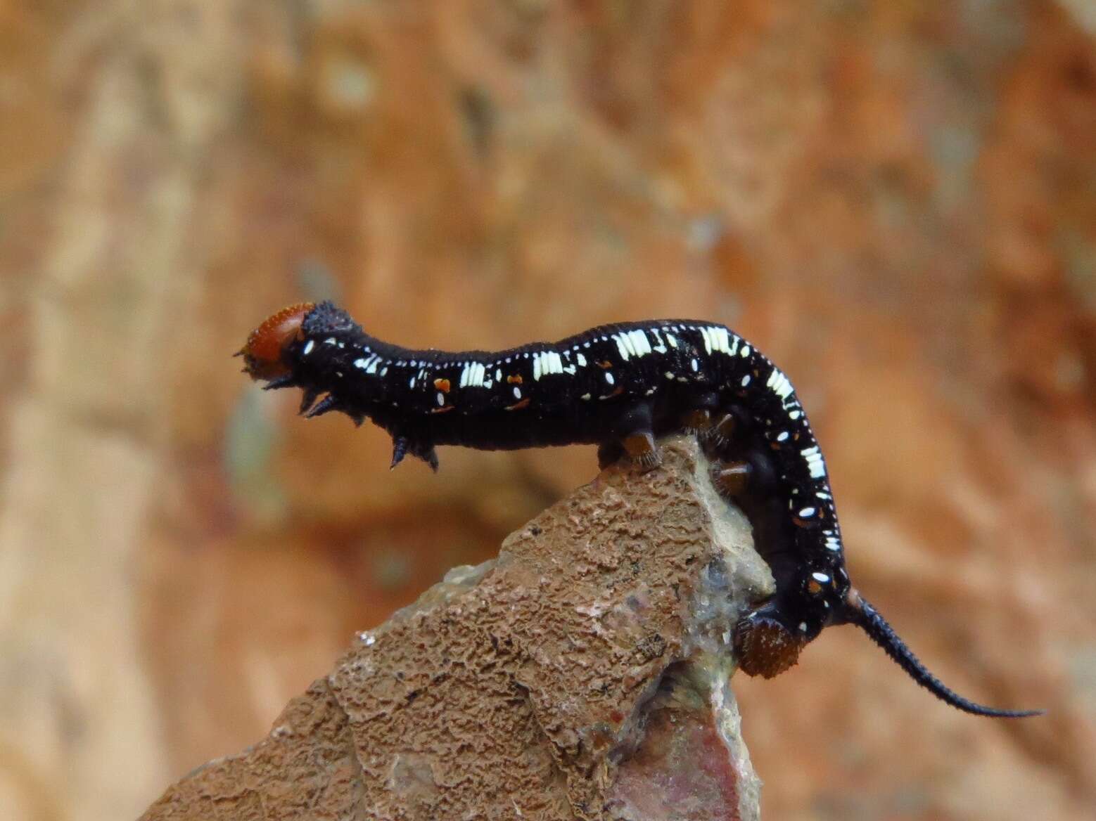 Image of Cephonodes kingii (Macleay W. S. (1826))