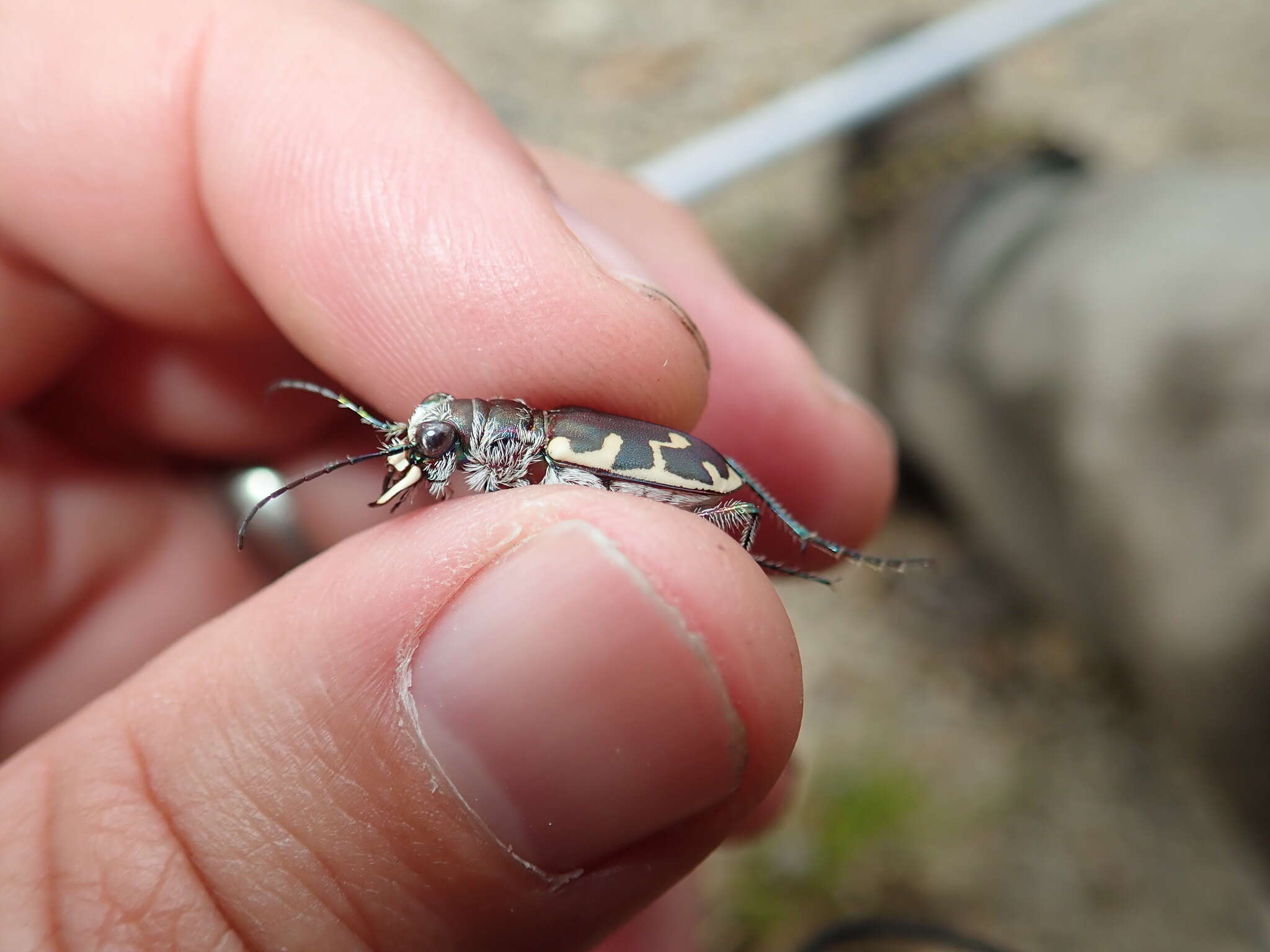 Image de Cicindela (Cicindela) formosa generosa Dejean 1831