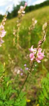 Image of Onobrychis arenaria subsp. sibirica (Besser) P. W. Ball