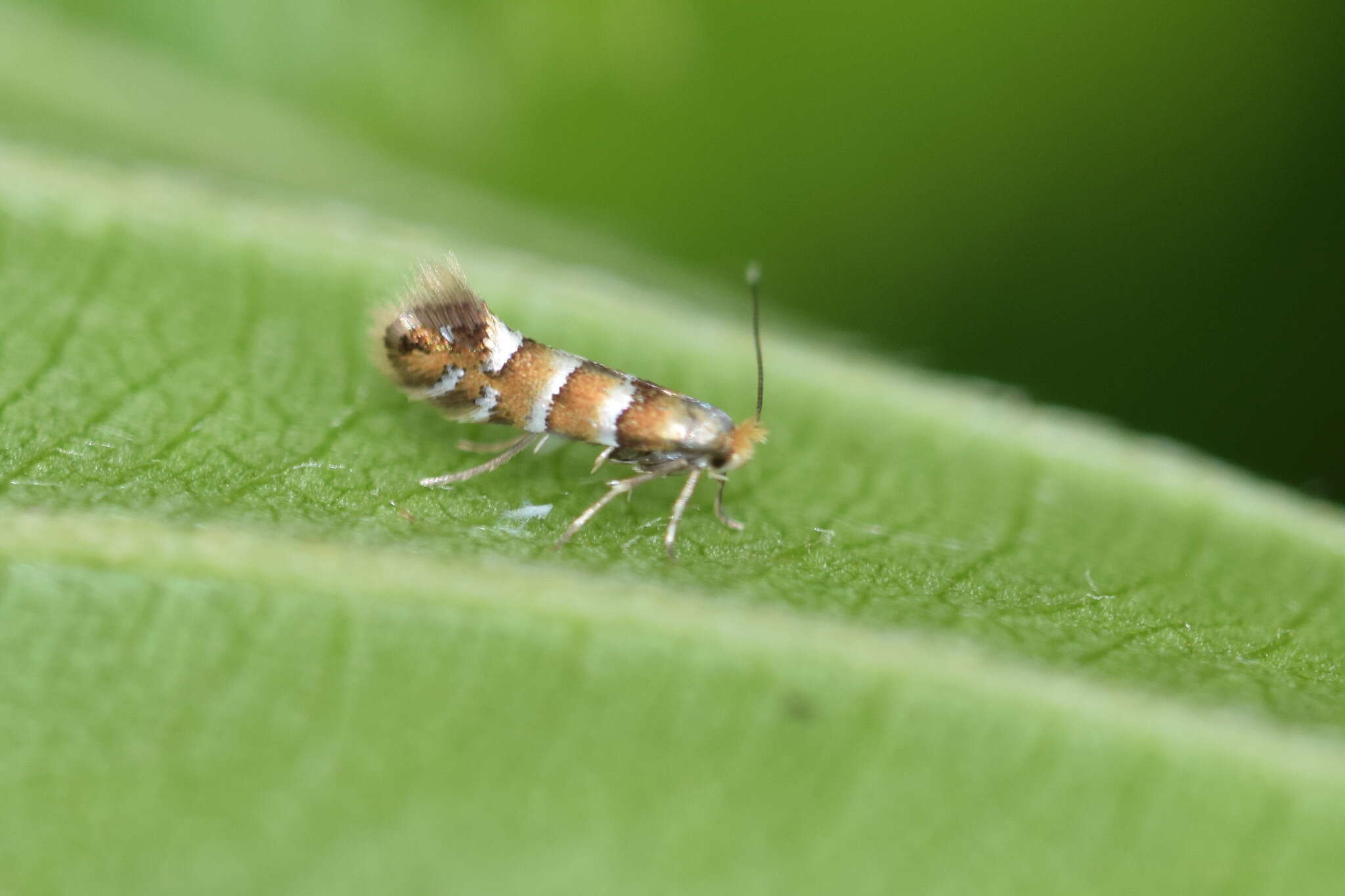 Plancia ëd Phyllonorycter klemannella (Fabricius 1781)