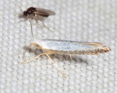 Image of Speckled Argyresthia