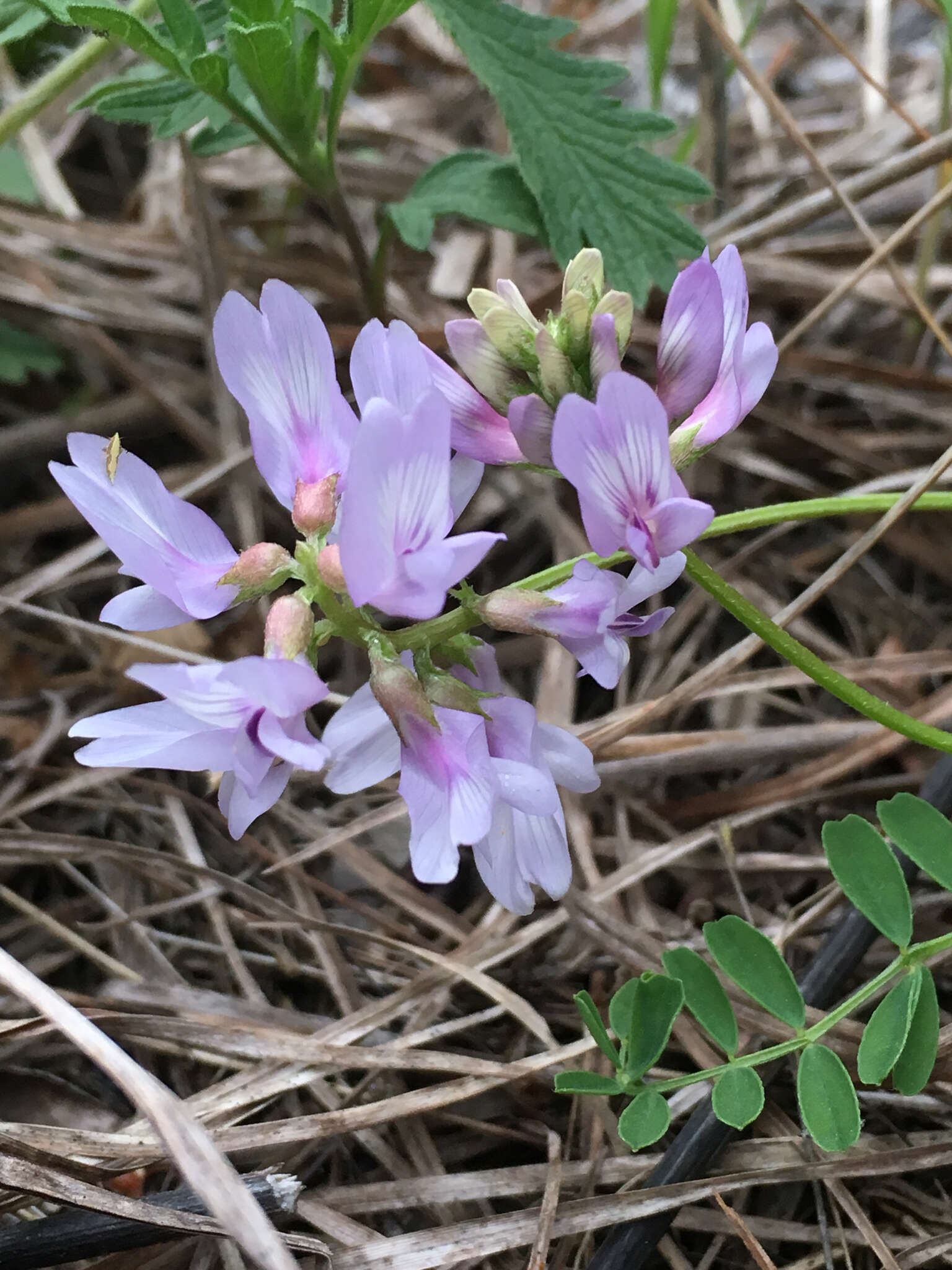 Image of Ozark milkvetch