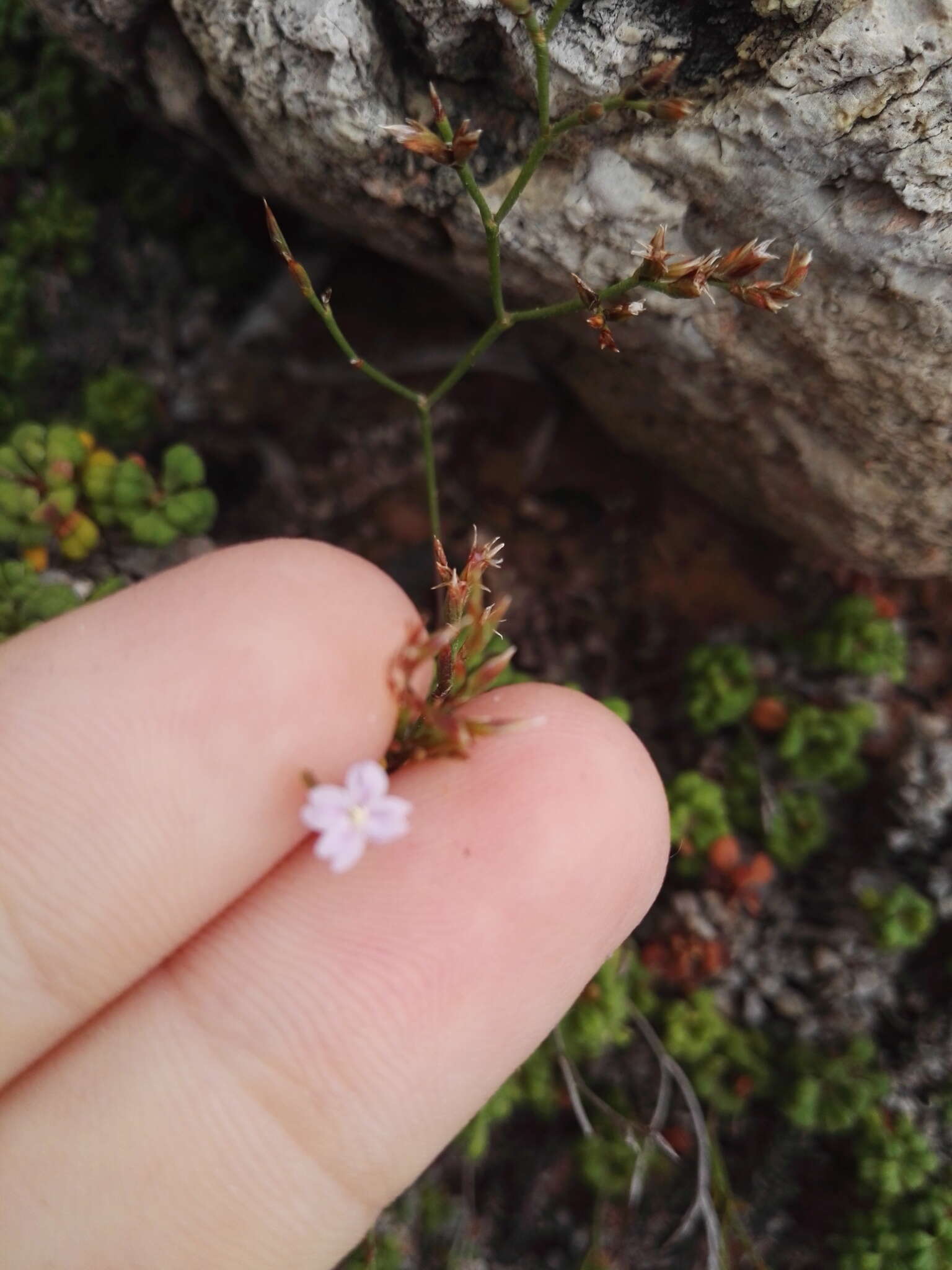 Image of Limonium minutum (L.) Chaz.