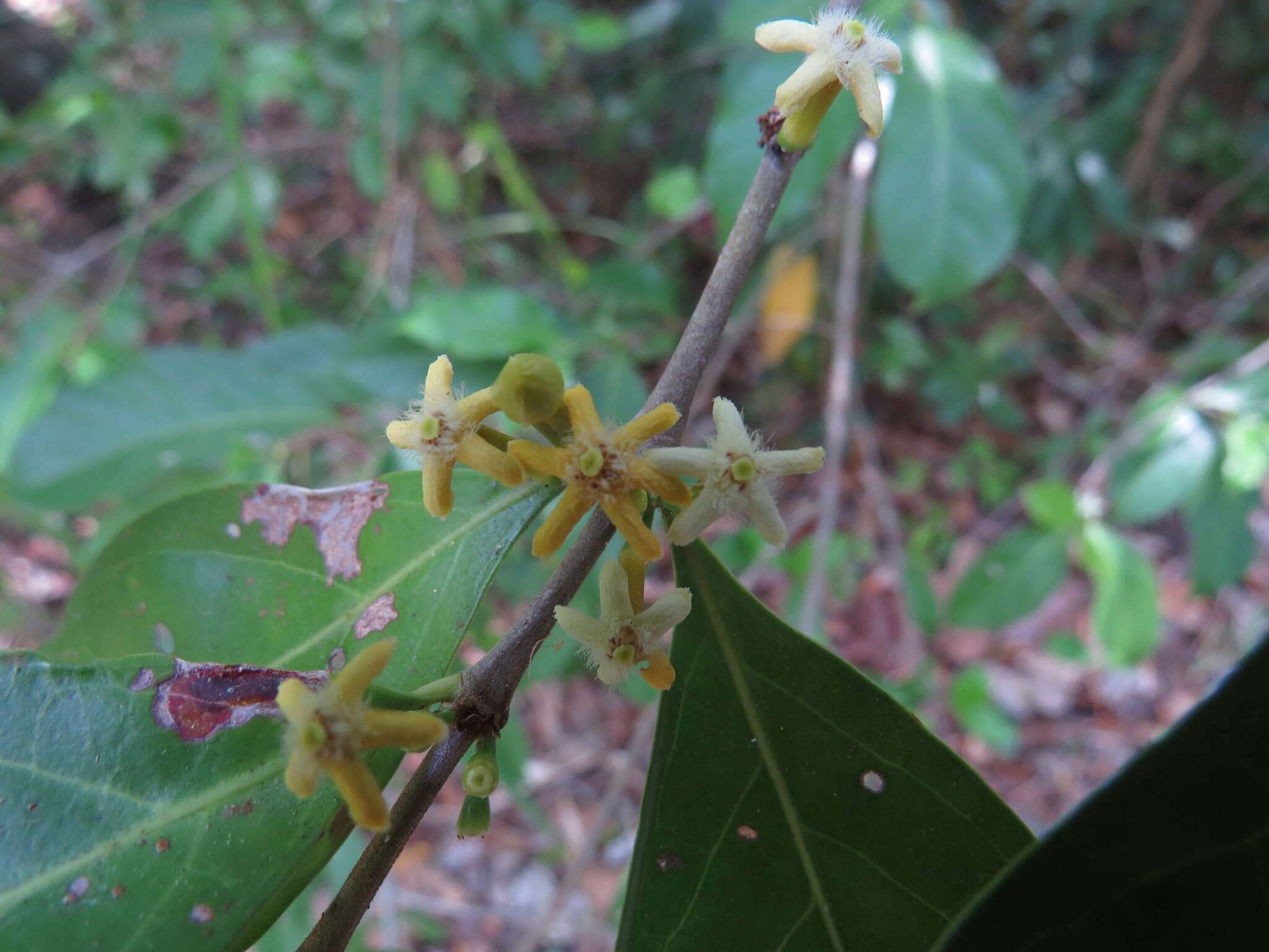 Image of Cyclophyllum multiflorum S. T. Reynolds & R. J. F. Hend.