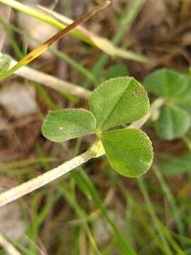 Image of Trifolium incarnatum subsp. molinerii (Hornem.) Syme