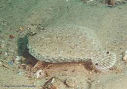 Image of Flounder