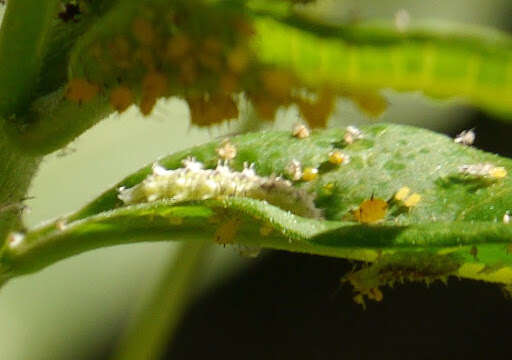 Image of Aphid