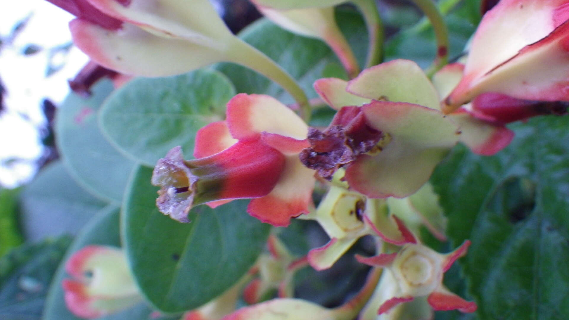 Image of Macleania pentaptera Hørold