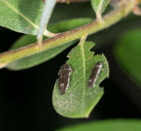 Image of Agrilus quadriguttatus niveiventris Horn 1891